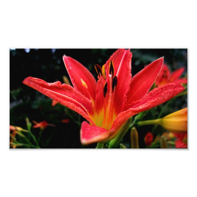 day-lily photo print (Front)
