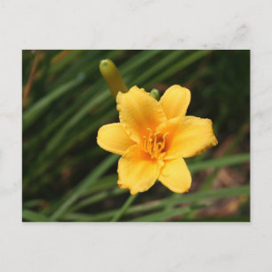 Day Lily Postcard