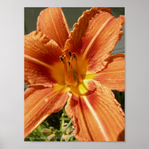 Day lily poster