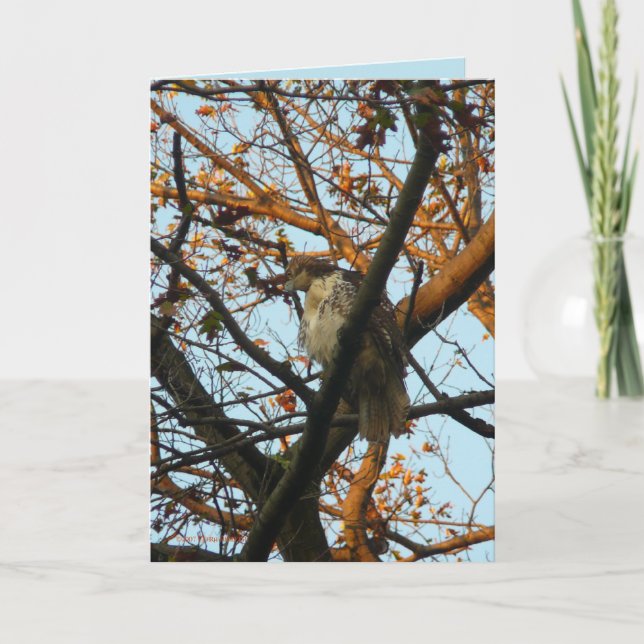 Day of the Hawk Card (Front)