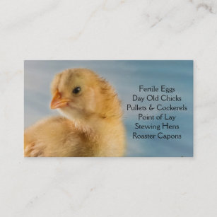 Day Old Chick - Layers or Broilers Farm Business Card