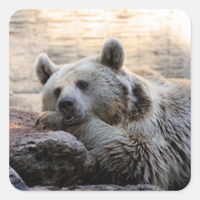 Daydreaming Bear Stickers (Front)