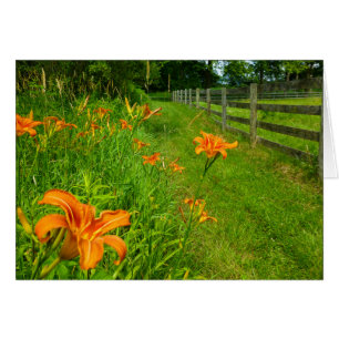 Daylilies along fenceline