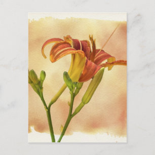 Daylilies - Hemerocallis Postcard