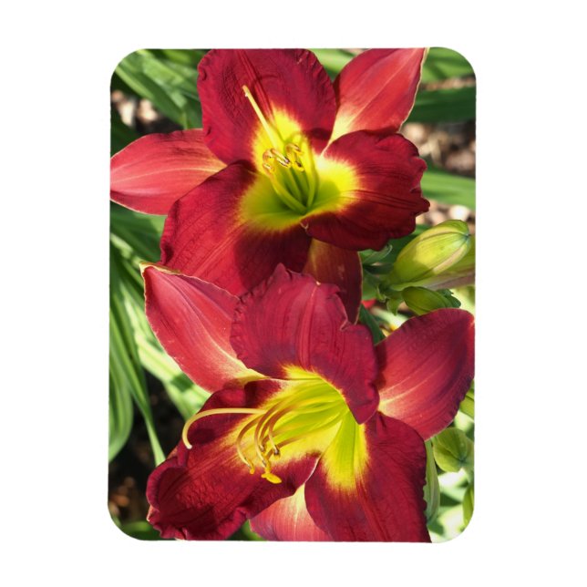 Daylilies Magnet (Vertical)