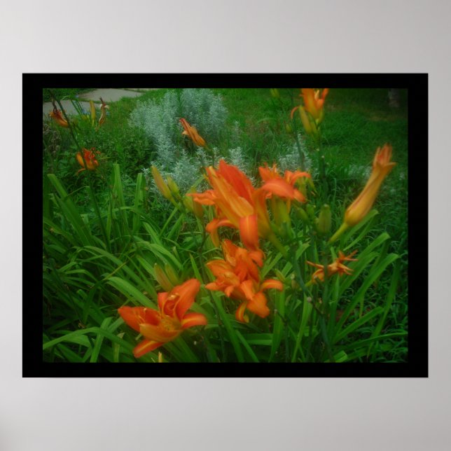 Daylilies on black poster (Front)