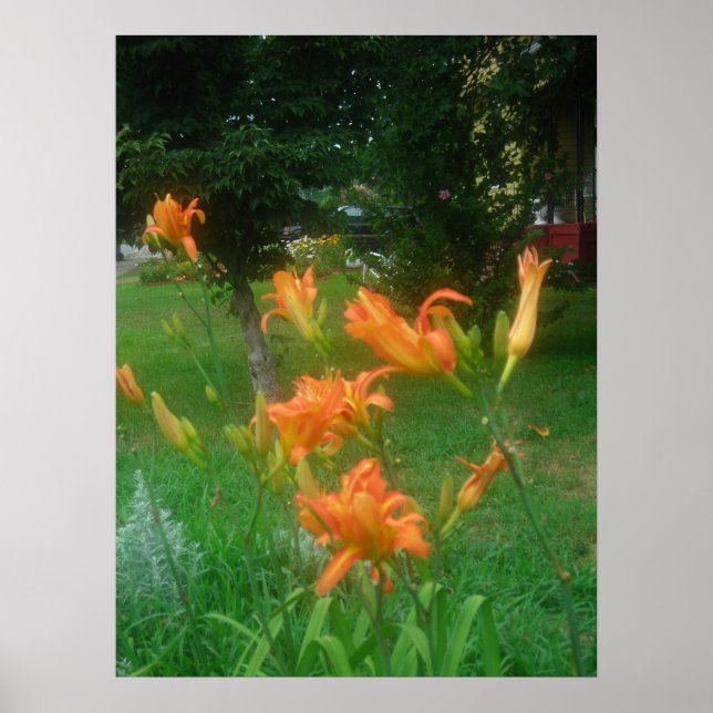 Daylillies, Orange Poster (Front)