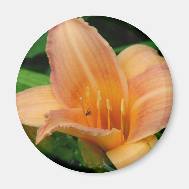 Daylily 2 magnet (Front)