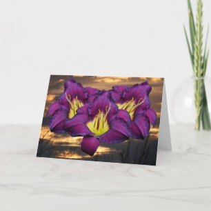 Daylily 'Beautiful Lugosi' Card