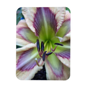 Daylily, 'Dragonfly Dawn' Magnet