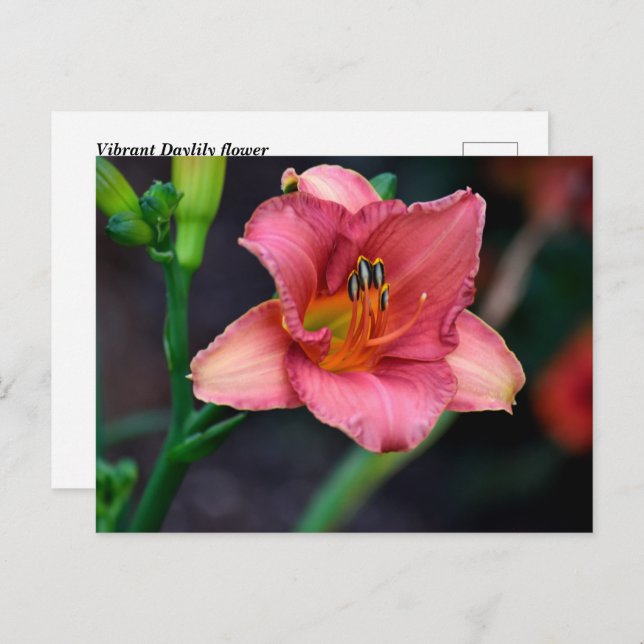 Daylily Flower Postcard (Front/Back)