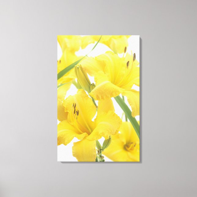 Daylily flowers and flower buds (Hemerocallis) Canvas Print (Front)