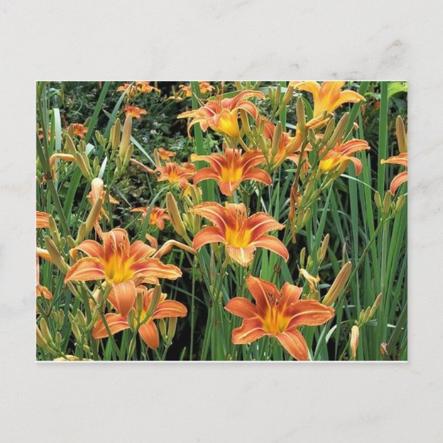 Daylily Garden / Orange Lily Flowers Photograph Postcard (Front)