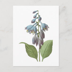 daylily(Hemerocallis caerulea) by Redouté Postcard