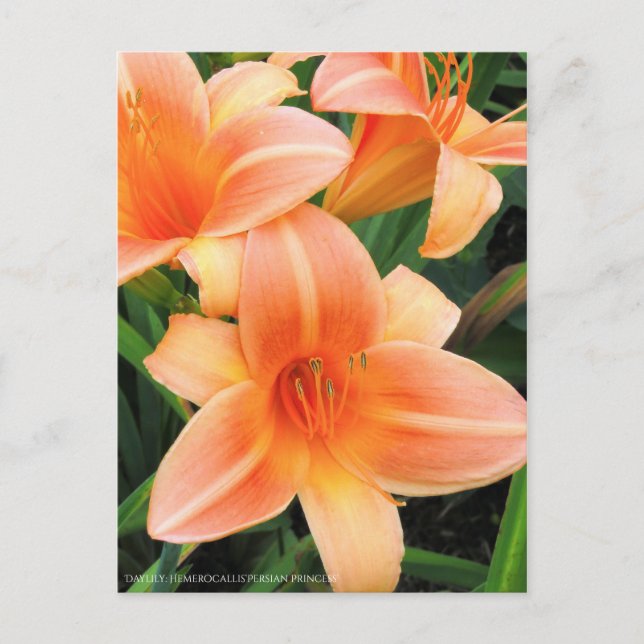 Daylily: Hemerocallis‘Persian Princess’ [Postcard] Postcard (Front)