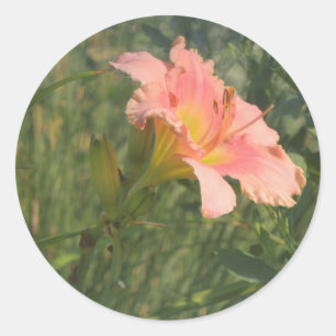Daylily in the Sun Classic Round Sticker