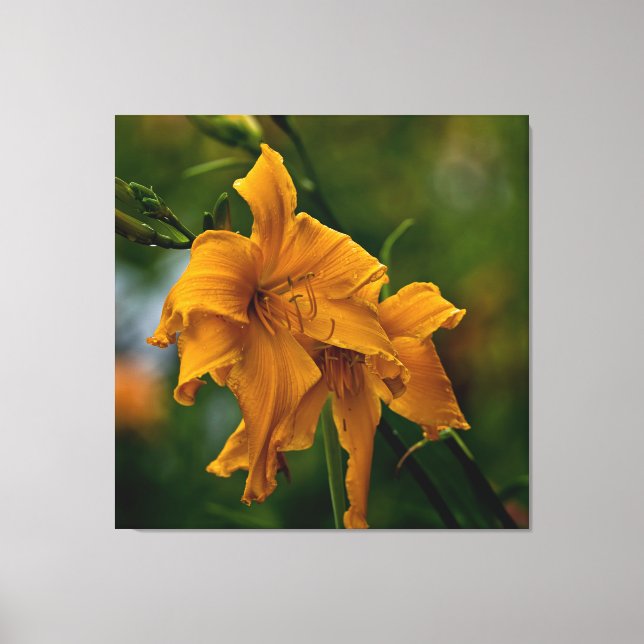 Daylily "Jersey Spider" Canvas Print (Front)
