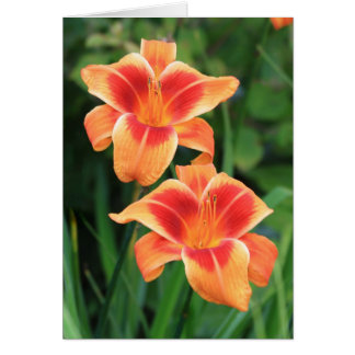 Daylily 'Outrageous'