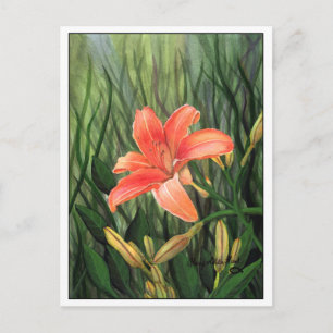Daylily Postcard