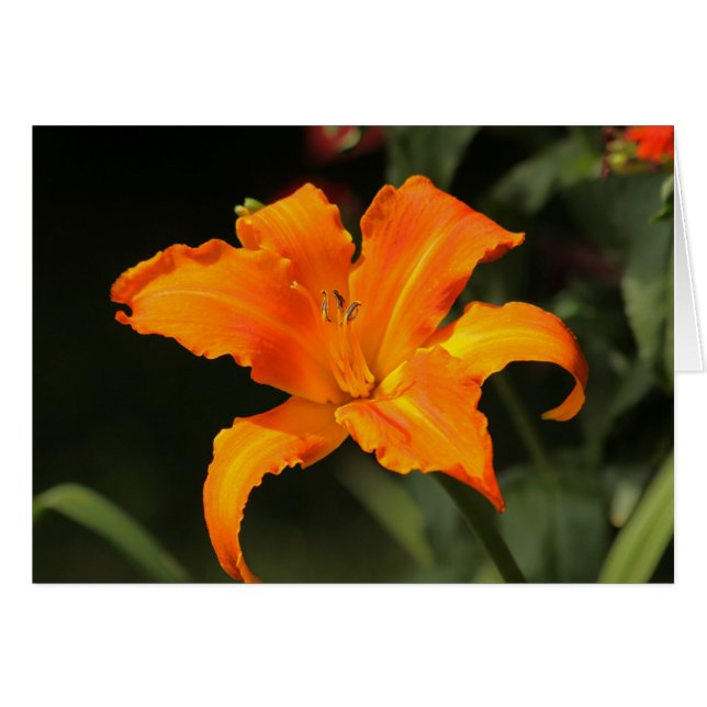 Daylily "Primal Scream" (Front Horizontal)