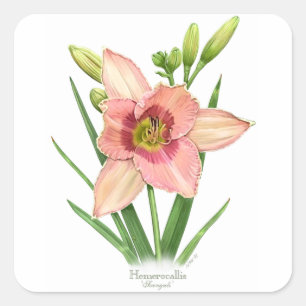 Daylily - Svengali Square Sticker
