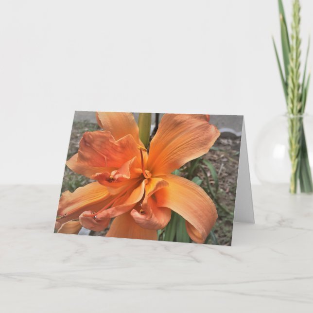 Daylily, 'Tangerine Truffles' Card (Front)