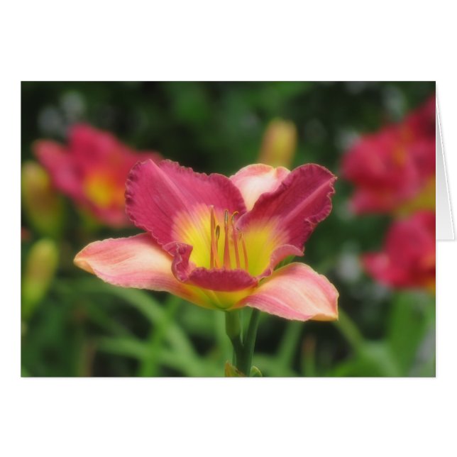 Daylily Vision - Old King Cole Daylily (Front Horizontal)