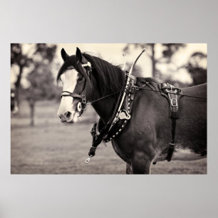 Days Gone By - Horse Photography B & W Print