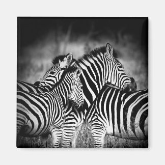 Dazzle of Zebra Magnet