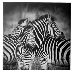 Dazzle of Zebra  Tile
