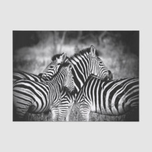Dazzle of Zebra Tissue Paper