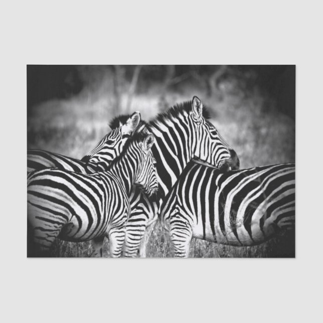 Dazzle of Zebra  Tissue Paper (Front)