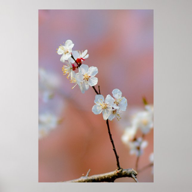 Dazzling Japanese Apricot Blossoms Poster (Front)