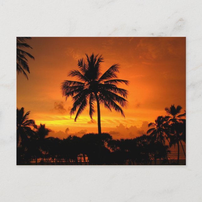 Dazzling Tropical Sunset Postcard (Front)