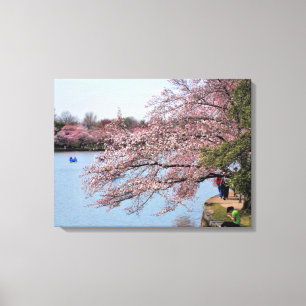 DC Cherry Trees Wrapped Canvas