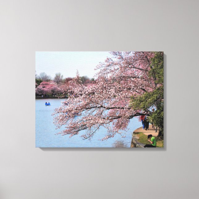 DC Cherry Trees Wrapped Canvas (Front)