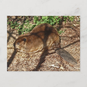 DC- Funny Beaver Postcard