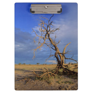 Dead Camel Thorn (Acacia Erioloba) Tree Clipboard
