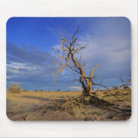 Dead Camel Thorn (Acacia Erioloba) Tree