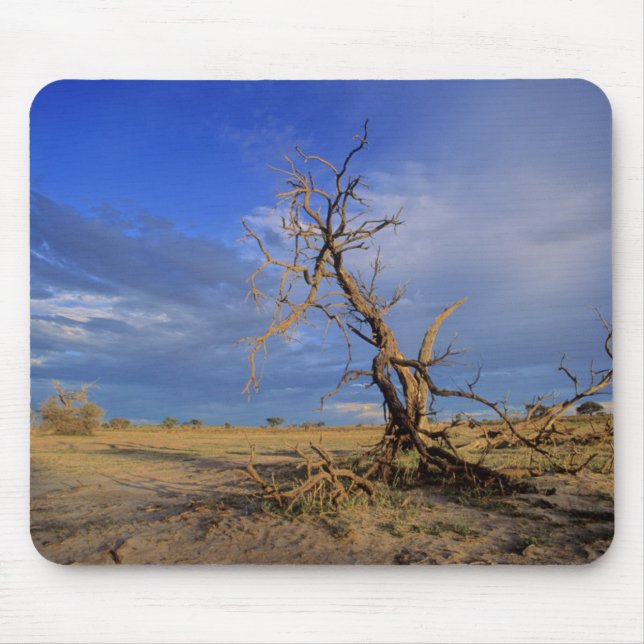 Dead Camel Thorn (Acacia Erioloba) Tree Mouse Pad (Front)