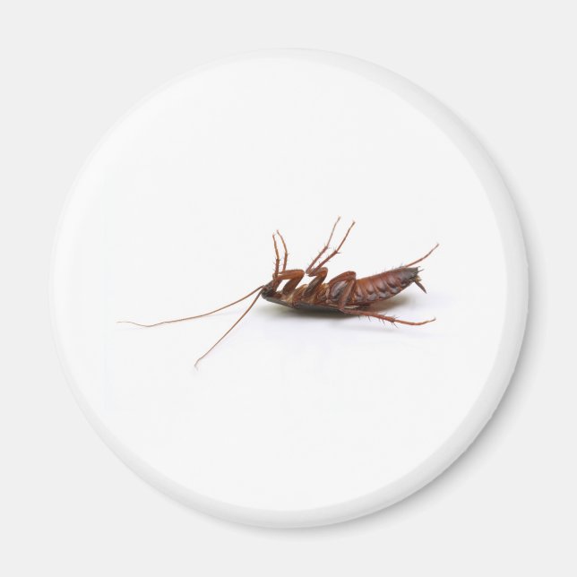 Dead cockroach magnet (Front)