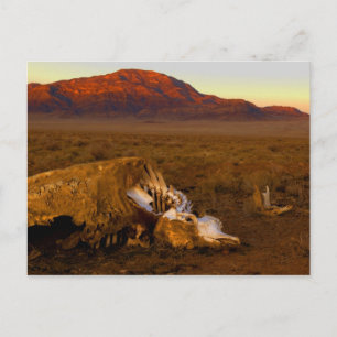 Dead Cow at Sunset Postcard