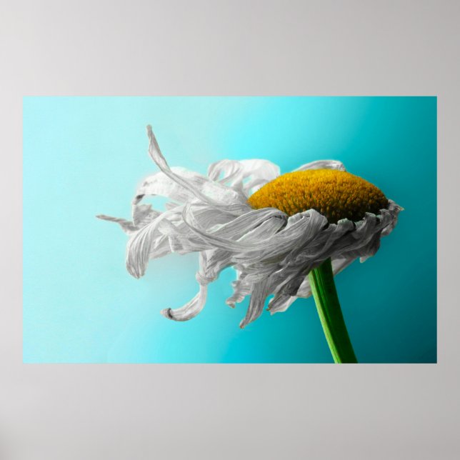 Dead Daisies Seldom Lie Poster (Front)