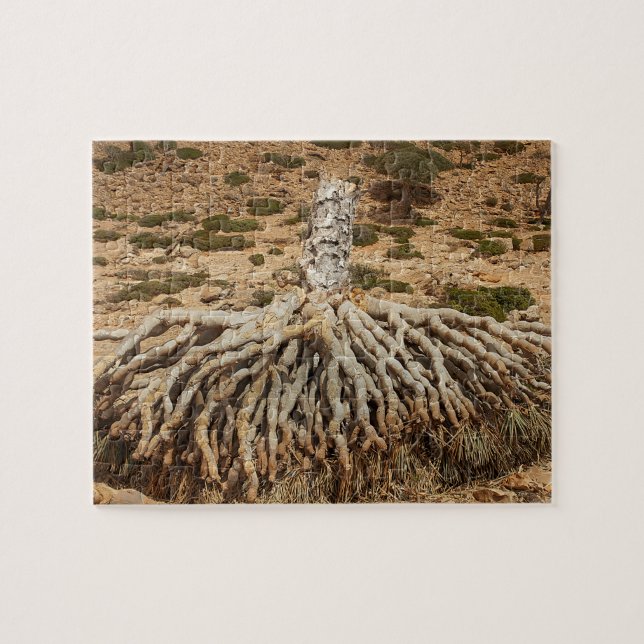 Dead dragon Blood Tree, Socotra, Yemen Jigsaw Puzzle (Horizontal)
