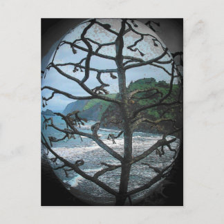 Dead Hawaiian Tree in Spotlight Postcard