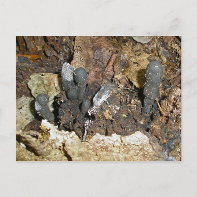 Dead Man's Finger Mushrooms Postcard (Front)