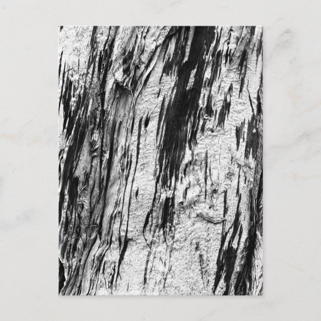 Dead Tree Bark Postcard (Front)