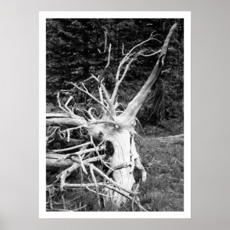 Dead Tree Black & White Print