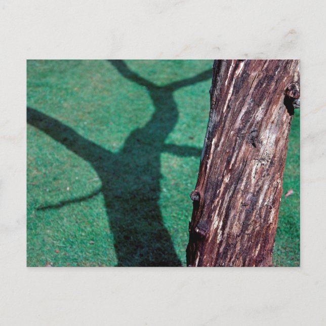 Dead tree postcard (Front)