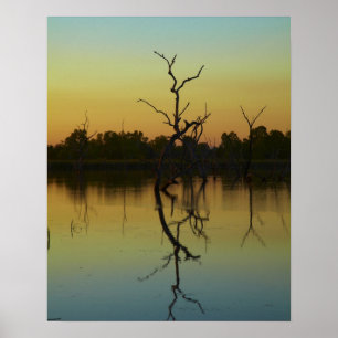 Dead trees reflected in Lily Creek Lagoon, dawn Poster
